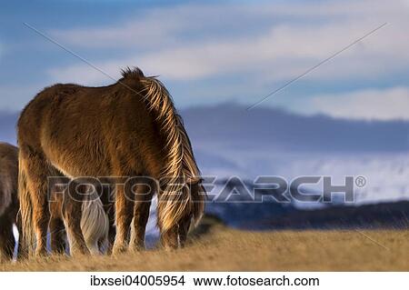 Islandpferd, auch Islandpony, grasend vor Berglandschaft, Vik, Island, Europa View Large Photo Image Picture - Islandpferd, auch Islandpony, grasend vor Berglandschaft, Vik, Island, Europa. Fotosearch