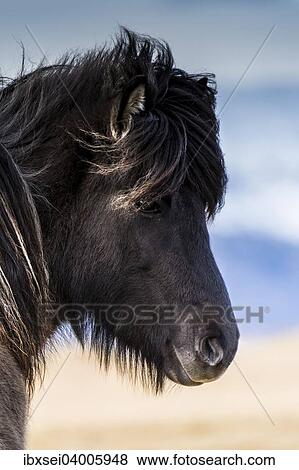 Islandpferd, auch Islandpony, Portrait, Vik, Island, Europa View Large Photo Image Stock Photo - Islandpferd, auch Islandpony, Portrait, Vik, Island, Europa. Fotosearch