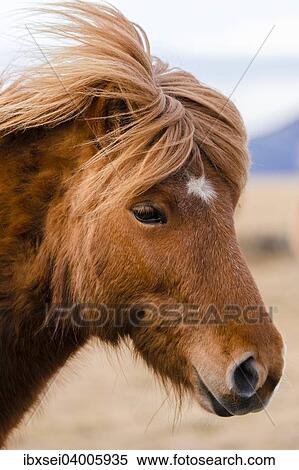 Islandpferd, auch Islandpony, Portrait, Vik, Island, Europa View Large Photo Image Stock Photography - Islandpferd, auch Islandpony, Portrait, Vik, Island, Europa. Fotosearch