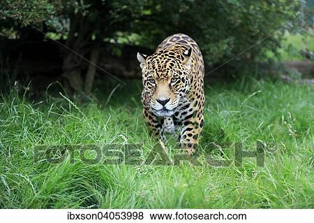 Jaguar (Panthera onca), adult, pirschend, Vorkommen Sudamerika, captive, England, Grossbritannien, Europa View Large Photo Image Stock Photo - Jaguar (Panthera onca), adult, pirschend, Vorkommen Sudamerika, captive, England, Grossbritannien, Europa. Fotosearch
