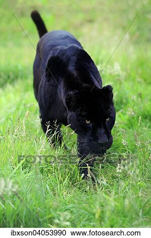 Jaguar Schwarzer Panther Panthera Onca Ausgewachsene Pirschend Vorkommen Sudamerika Gefangener England Grossbritannien Europa Stock Bild Ibxson04053990 Fotosearch