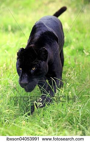 Jaguar, Schwarzer Panther (Panthera onca), adult, pirschend, Vorkommen Sudamerika, captive, England, Grossbritannien, Europa View Large Photo Image Stock Image - Jaguar, Schwarzer Panther (Panthera onca), adult, pirschend, Vorkommen Sudamerika, captive, England, Grossbritannien, Europa. Fotosearch