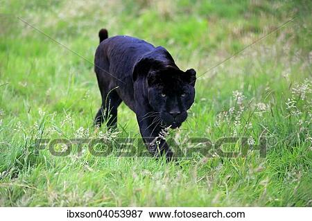 Stock Photo - Jaguar, Schwarzer Panther (Panthera onca), adult, pirschend, Vorkommen Sudamerika, captive, England, Grossbritannien, Europa. Fotosearch