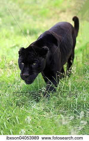 Jaguar, Schwarzer Panther (Panthera onca), adult, pirschend, Vorkommen Sudamerika, captive, England, Grossbritannien, Europa View Large Photo Image Stock Photo - Jaguar, Schwarzer Panther (Panthera onca), adult, pirschend, Vorkommen Sudamerika, captive, England, Grossbritannien, Europa. Fotosearch
