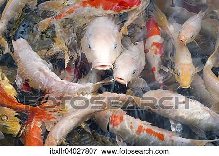 Japanische Koi-Karpfen View Large Photo Image Stock Photo - Japanische Koi-Karpfen. Fotosearch