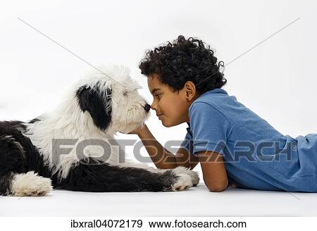 Junge, 8 Jahre, schmust mit einem Bobtail, Old English Sheepdog, Junghund, 4 Monate View Large Photo Image Stock Photo - Junge, 8 Jahre, schmust mit einem Bobtail, Old English Sheepdog, Junghund, 4 Monate. Fotosearch