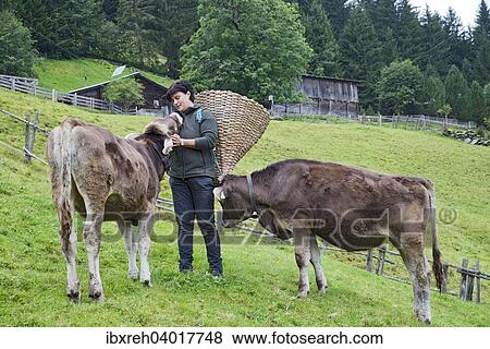 Junge Bauerin bei Arbeiten am Hof, mit jungen Kuhen auf der Almwiese, Bauernhof der Familie Sprenger, Schwaz, Tirol, Osterreich, Europa View Large Photo Image Stock Photo - Junge Bauerin bei Arbeiten am Hof, mit jungen Kuhen auf der Almwiese, Bauernhof der Familie Sprenger, Schwaz, Tirol, Osterreich, Europa. Fotosearch