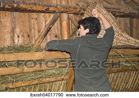 Junge Bauerin fullt Heu in eine Futterkrippe, Bauernhof der Familie Sprenger, Schwaz, Tirol, Osterreich, Europa View Large Photo Image Stock Image - Junge Bauerin fullt Heu in eine Futterkrippe, Bauernhof der Familie Sprenger, Schwaz, Tirol, Osterreich, Europa. Fotosearch