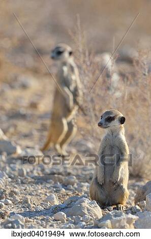 Picture - Junge Erdmannchen (Suricata suricatta), Mannchen an einer Schotterstrasse, Kgalagadi-Transfrontier-Nationalpark, Provinz Nordkap, Sudafrika, Afrika. Fotosearch