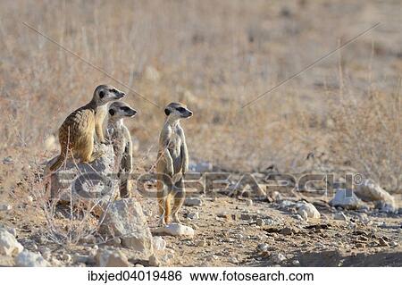 Stock Photograph - Junge Erdmannchen (Suricata suricatta), stehen, aufmerksam, Kgalagadi-Transfrontier-Nationalpark, Provinz Nordkap, Sudafrika, Afrika. Fotosearch