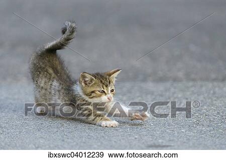 Junge Hauskatze (Felis silvestris f. catus) auf Strasse, streckt sich, Bayern, Deutschland, Europa View Large Photo Image Stock Photo - Junge Hauskatze (Felis silvestris f. catus) auf Strasse, streckt sich, Bayern, Deutschland, Europa. Fotosearch