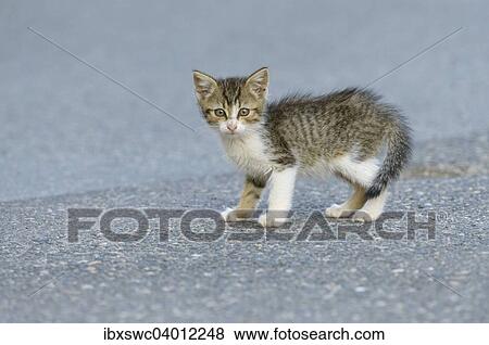 Stock Photo - Junge Hauskatze (Felis silvestris f. catus) auf Strasse, Bayern, Deutschland, Europa. Fotosearch