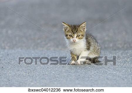 Stock Photograph - Junge Hauskatze (Felis silvestris f. catus) sitzt auf Strasse, Bayern, Deutschland, Europa. Fotosearch