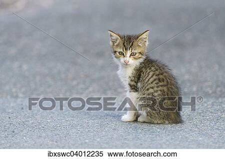 Junge Hauskatze (Felis silvestris f. catus) sitzt auf Strasse, Bayern, Deutschland, Europa View Large Photo Image Stock Photography - Junge Hauskatze (Felis silvestris f. catus) sitzt auf Strasse, Bayern, Deutschland, Europa. Fotosearch