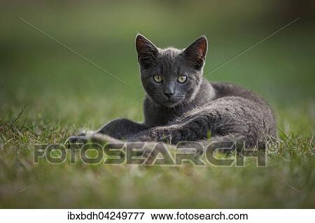 Junge Hauskatze liegt auf einer Wiese, Deutschland, Europa View Large Photo Image Stock Photo - Junge Hauskatze liegt auf einer Wiese, Deutschland, Europa. Fotosearch