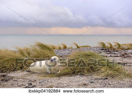 Junge Kegelrobbe (Halichoerus grypus) liegt am Strand von Helgoland, Schleswig-Holstein, Deutschland, Europa View Large Photo Image Picture - Junge Kegelrobbe (Halichoerus grypus) liegt am Strand von Helgoland, Schleswig-Holstein, Deutschland, Europa. Fotosearch