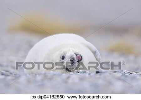 Junge Kegelrobbe (Halichoerus grypus) am Strand von Helgoland, Schleswig-Holstein, Deutschland, Europa View Large Photo Image Stock Image - Junge Kegelrobbe (Halichoerus grypus) am Strand von Helgoland, Schleswig-Holstein, Deutschland, Europa. Fotosearch