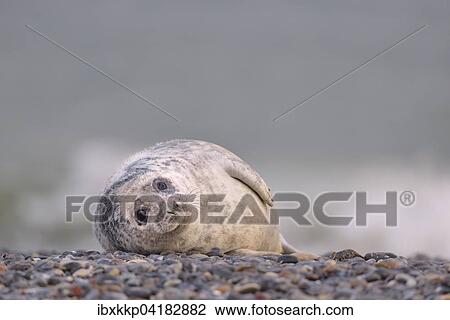 Junge Kegelrobbe (Halichoerus grypus) liegt am Strand von Helgoland, Schleswig-Holstein, Deutschland, Europa View Large Photo Image Stock Image - Junge Kegelrobbe (Halichoerus grypus) liegt am Strand von Helgoland, Schleswig-Holstein, Deutschland, Europa. Fotosearch