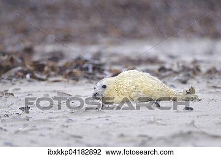 Junge Kegelrobbe (Halichoerus grypus) liegt am Strand von Helgoland im Regen, Schleswig-Holstein, Deutschland, Europa View Large Photo Image Stock Image - Junge Kegelrobbe (Halichoerus grypus) liegt am Strand von Helgoland im Regen, Schleswig-Holstein, Deutschland, Europa. Fotosearch