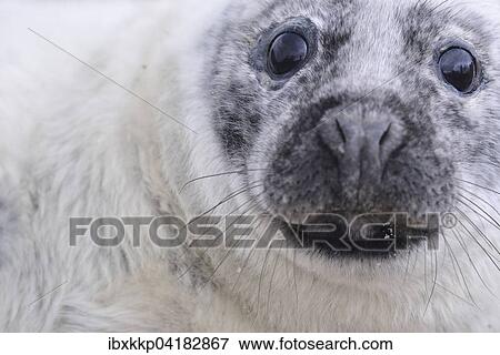 Junge Kegelrobbe (Halichoerus grypus) am Strand von Helgoland, Schleswig-Holstein, Deutschland, Europa View Large Photo Image Stock Photo - Junge Kegelrobbe (Halichoerus grypus) am Strand von Helgoland, Schleswig-Holstein, Deutschland, Europa. Fotosearch
