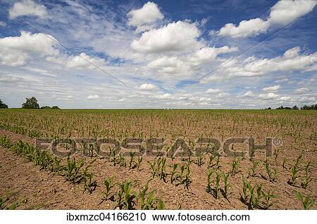 Stock Image - Junge Maispflanzen (Zea mays) auf einem Feld unter Wolkenhimmel, Bayern, Deutschland, Europa. Fotosearch