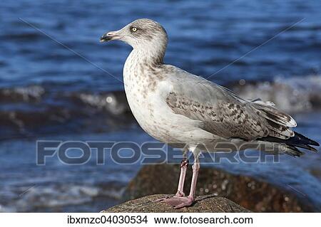 Junge Mittelmeermowe (Larus michahellis) auf einem Stein, Ostsee, Mecklenburg-Vorpommern, Deutschland, Europa View Large Photo Image Picture - Junge Mittelmeermowe (Larus michahellis) auf einem Stein, Ostsee, Mecklenburg-Vorpommern, Deutschland, Europa. Fotosearch