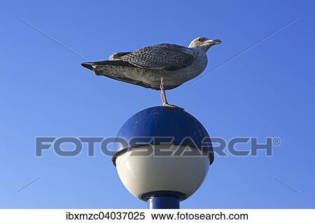 Junge Mittelmeermowe (Larus michahellis) auf einer Laterne gegen blauen Himmel, Zingst, Darss, Mecklenburg-Vorpommern, Deutschland, Europa View Large Photo Image Stock Photography - Junge Mittelmeermowe (Larus michahellis) auf einer Laterne gegen blauen Himmel, Zingst, Darss, Mecklenburg-Vorpommern, Deutschland, Europa. Fotosearch