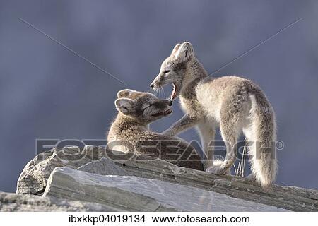 Picture - Junge Polarfuchse (Vulpes lagopus, syn. Alopex lagopus) beim Spielen, Dovrefjell-Sunndalsfjella-Nationalpark, Norwegen, Europa. Fotosearch