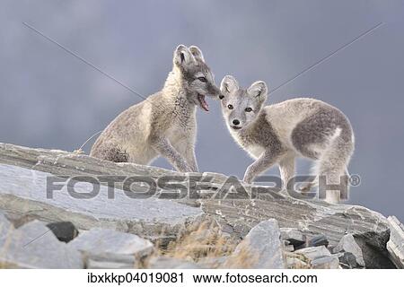 Junge Polarfuchse (Vulpes lagopus, syn. Alopex lagopus) beim Spielen, Dovrefjell-Sunndalsfjella-Nationalpark, Norwegen, Europa View Large Photo Image Stock Image - Junge Polarfuchse (Vulpes lagopus, syn. Alopex lagopus) beim Spielen, Dovrefjell-Sunndalsfjella-Nationalpark, Norwegen, Europa. Fotosearch