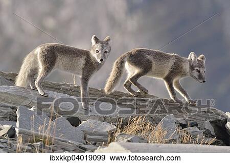 Stock Photo - Junge Polarfuchse (Vulpes lagopus, syn. Alopex lagopus) beim Spielen, Dovrefjell-Sunndalsfjella-Nationalpark, Norwegen, Europa. Fotosearch