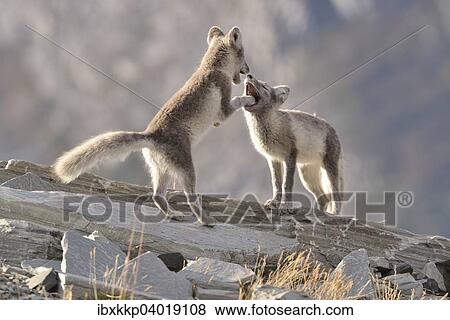 Stock Photo - Junge Polarfuchse (Vulpes lagopus, syn. Alopex lagopus) beim Spielen, Dovrefjell-Sunndalsfjella-Nationalpark, Norwegen, Europa. Fotosearch