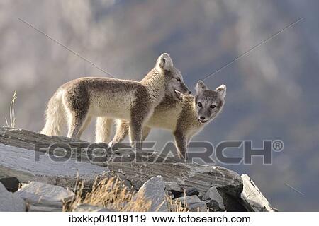 Stock Photo - Junge Polarfuchse (Vulpes lagopus, syn. Alopex lagopus) beim Spielen, Dovrefjell-Sunndalsfjella-Nationalpark, Norwegen, Europa. Fotosearch