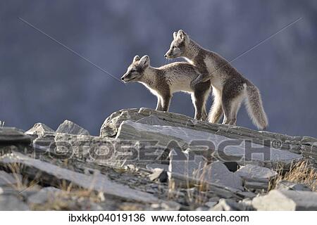 Junge Polarfuchse (Vulpes lagopus, syn. Alopex lagopus) beim Spielen, Dovrefjell-Sunndalsfjella-Nationalpark, Norwegen, Europa View Large Photo Image Stock Photograph - Junge Polarfuchse (Vulpes lagopus, syn. Alopex lagopus) beim Spielen, Dovrefjell-Sunndalsfjella-Nationalpark, Norwegen, Europa. Fotosearch
