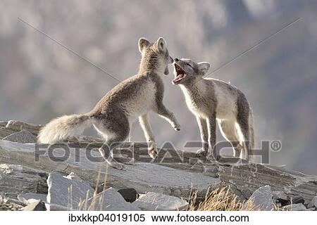 Junge Polarfuchse (Vulpes lagopus, syn. Alopex lagopus) beim Spielen, Dovrefjell-Sunndalsfjella-Nationalpark, Norwegen, Europa View Large Photo Image Stock Photography - Junge Polarfuchse (Vulpes lagopus, syn. Alopex lagopus) beim Spielen, Dovrefjell-Sunndalsfjella-Nationalpark, Norwegen, Europa. Fotosearch