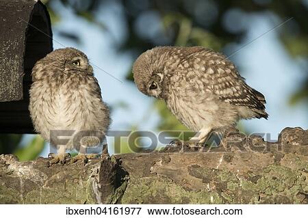 Junge Steinkauze (Athene noctua) sitzen auf dickem Ast, Emsland, Niedersachsen, Deutschland, Europa View Large Photo Image Stock Photo - Junge Steinkauze (Athene noctua) sitzen auf dickem Ast, Emsland, Niedersachsen, Deutschland, Europa. Fotosearch