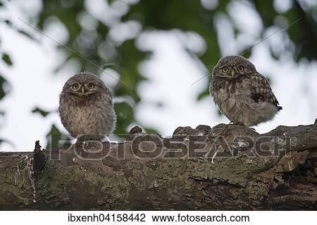 Stock Image - Junge Steinkauze (Athene noctua), Emsland, Niedersachsen, Deutschland, Europa. Fotosearch