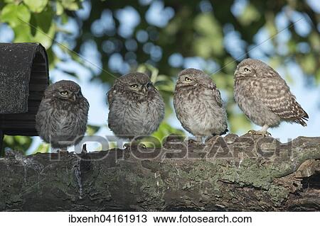 Junge Steinkauze (Athene noctua), Emsland, Niedersachsen, Deutschland, Europa View Large Photo Image Stock Image - Junge Steinkauze (Athene noctua), Emsland, Niedersachsen, Deutschland, Europa. Fotosearch