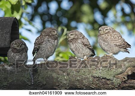 Junge Steinkauze (Athene noctua), Emsland, Niedersachsen, Deutschland, Europa View Large Photo Image Stock Photo - Junge Steinkauze (Athene noctua), Emsland, Niedersachsen, Deutschland, Europa. Fotosearch