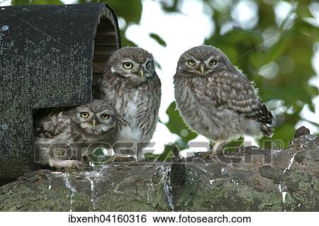 Junge Steinkauze (Athene noctua) vor Nisthohle, Emsland, Niedersachsen, Deutschland, Europa View Large Photo Image Stock Photograph - Junge Steinkauze (Athene noctua) vor Nisthohle, Emsland, Niedersachsen, Deutschland, Europa. Fotosearch