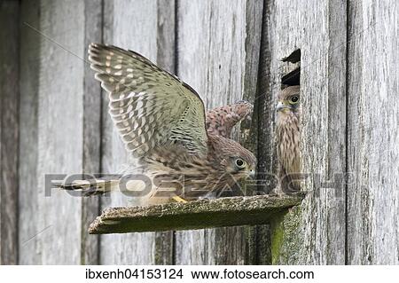 Junge Turmfalken (Falco tinnunculus), Emsland, Niedersachsen, Deutschland, Europa View Large Photo Image Picture - Junge Turmfalken (Falco tinnunculus), Emsland, Niedersachsen, Deutschland, Europa. Fotosearch