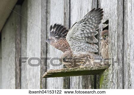 Junge Turmfalken (Falco tinnunculus), Emsland, Niedersachsen, Deutschland, Europa View Large Photo Image Stock Image - Junge Turmfalken (Falco tinnunculus), Emsland, Niedersachsen, Deutschland, Europa. Fotosearch