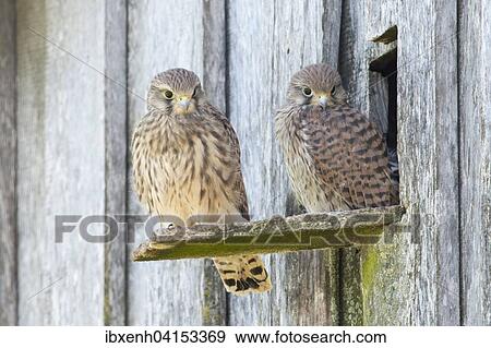 Stock Photo - Junge Turmfalken (Falco tinnunculus) vor Bruthohle, Emsland, Niedersachsen, Deutschland, Europa. Fotosearch