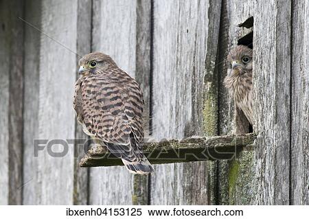 Stock Photography - Junge Turmfalken (Falco tinnunculus), Emsland, Niedersachsen, Deutschland, Europa. Fotosearch