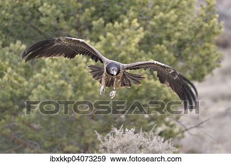 Junger Bartgeier oder Lammergeier (Gypaetus barbatus) im Flug, Pyrenaen, Katalonien, Spanien, Europa View Large Photo Image Stock Photo - Junger Bartgeier oder Lammergeier (Gypaetus barbatus) im Flug, Pyrenaen, Katalonien, Spanien, Europa. Fotosearch