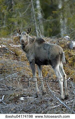 Stock Photo - Junger Elch (Alces alces) steht im lichten Wald, Provinz Hedmark, Norwegen, Europa. Fotosearch