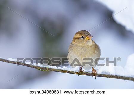 Junger Haussperling (Passer domesticus), Weibchen, auf Zweig sitzend, Schweiz, Europa View Large Photo Image Stock Image - Junger Haussperling (Passer domesticus), Weibchen, auf Zweig sitzend, Schweiz, Europa. Fotosearch