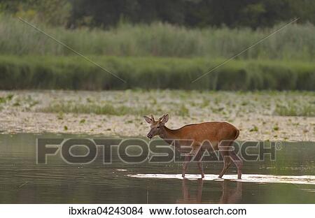 Junger Hirsch (Cervus elaphus) im Wasser, Schonau an der Donau, Niederosterreich, Osterreich, Europa View Large Photo Image Picture - Junger Hirsch (Cervus elaphus) im Wasser, Schonau an der Donau, Niederosterreich, Osterreich, Europa. Fotosearch