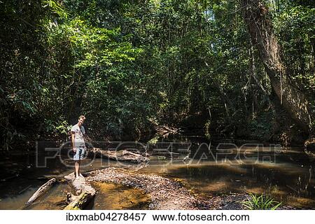 Stock Photo - Junger Mann steht auf einem Ast in einem Fluss im Dschungel, Kuala Tahan, Nationalpark Taman Negara, Malaysia, Asien. Fotosearch