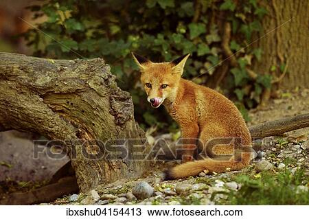 Junger Rotfuchs (Vulpes vulpes), Kanton Basel, Schweiz, Europa View Large Photo Image Stock Image - Junger Rotfuchs (Vulpes vulpes), Kanton Basel, Schweiz, Europa. Fotosearch