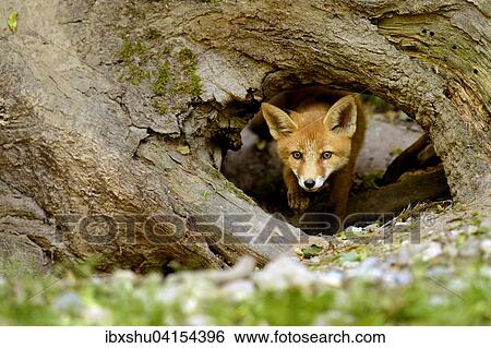 Stock Photograph - Junger Rotfuchs (Vulpes vulpes), Kanton Basel, Schweiz, Europa. Fotosearch